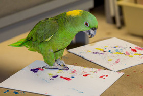 حیوان‌هایی که نقاشی می‌کشند