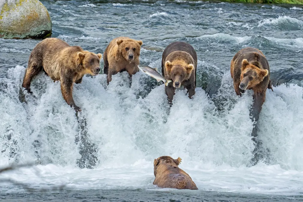 The best of this week`s wildlife photographs from around the world