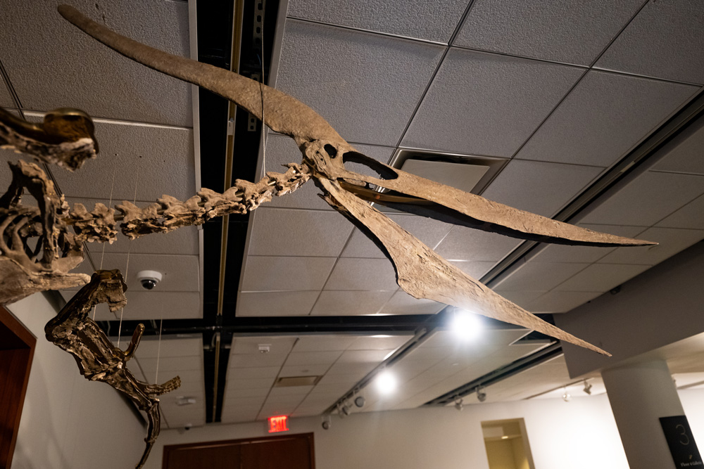 Sotheby`s to Auction Rare Pteranodon Skeleton, Estimated to Sell for $4 M.