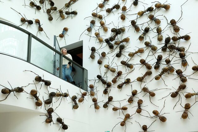 حمله مورچه‌های غول‌پیکر به موزه آمستردام