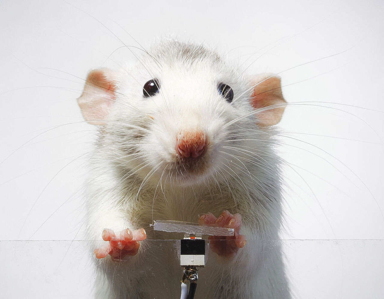 موش‌های عکاس؛ استودیو عکاسی برای موش‌ها که سلفی می‌گیرند!